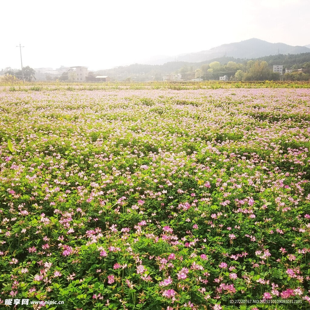 花海美景 绽放的绚烂天地