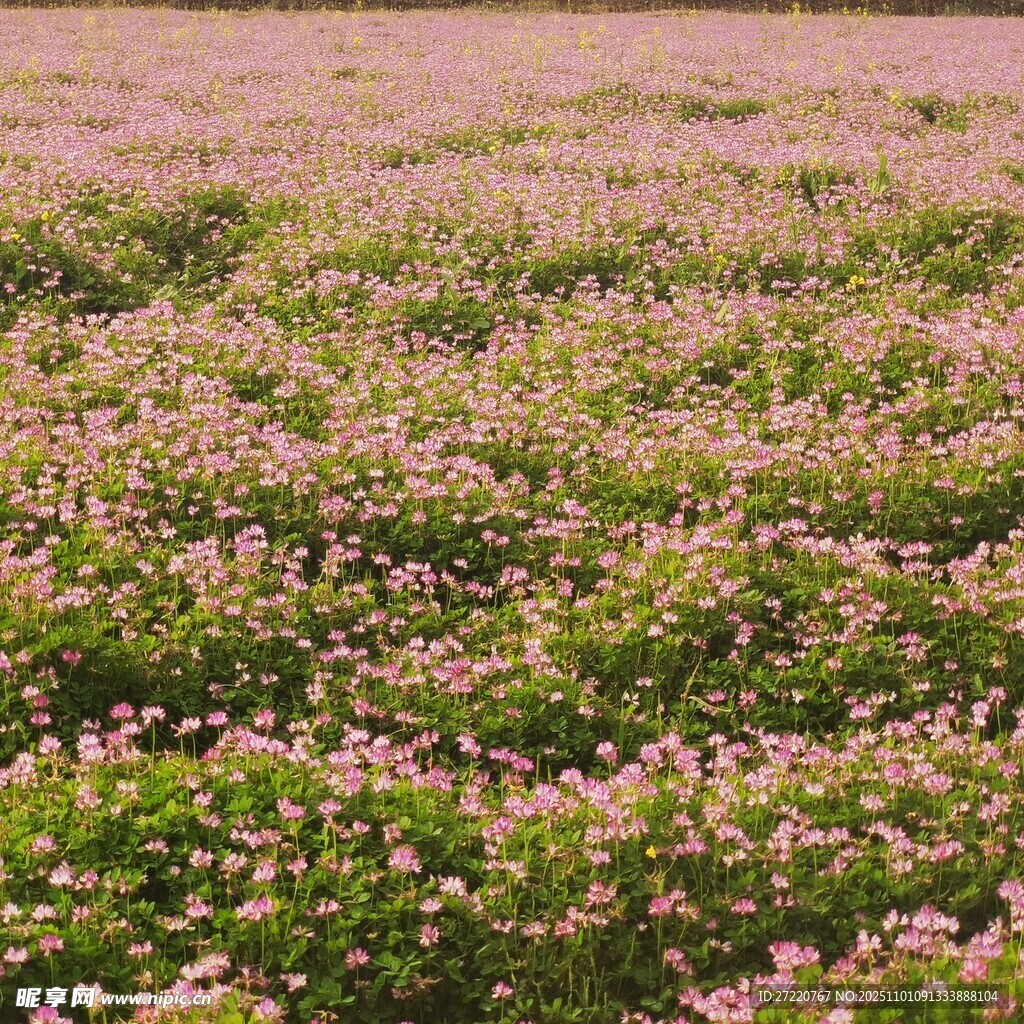 粉色花海 浪漫自然景致