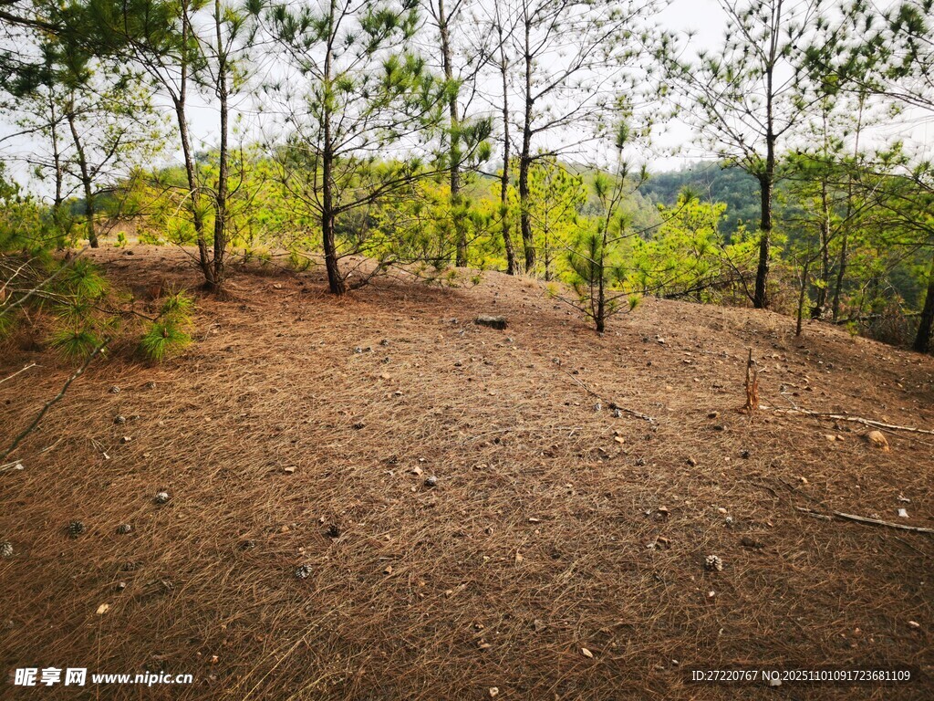 山间开阔的林地景象 松树