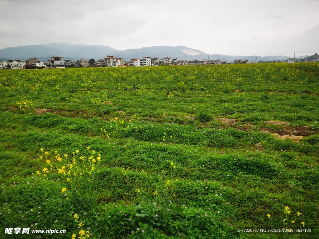 绿野黄花 自然田园风光