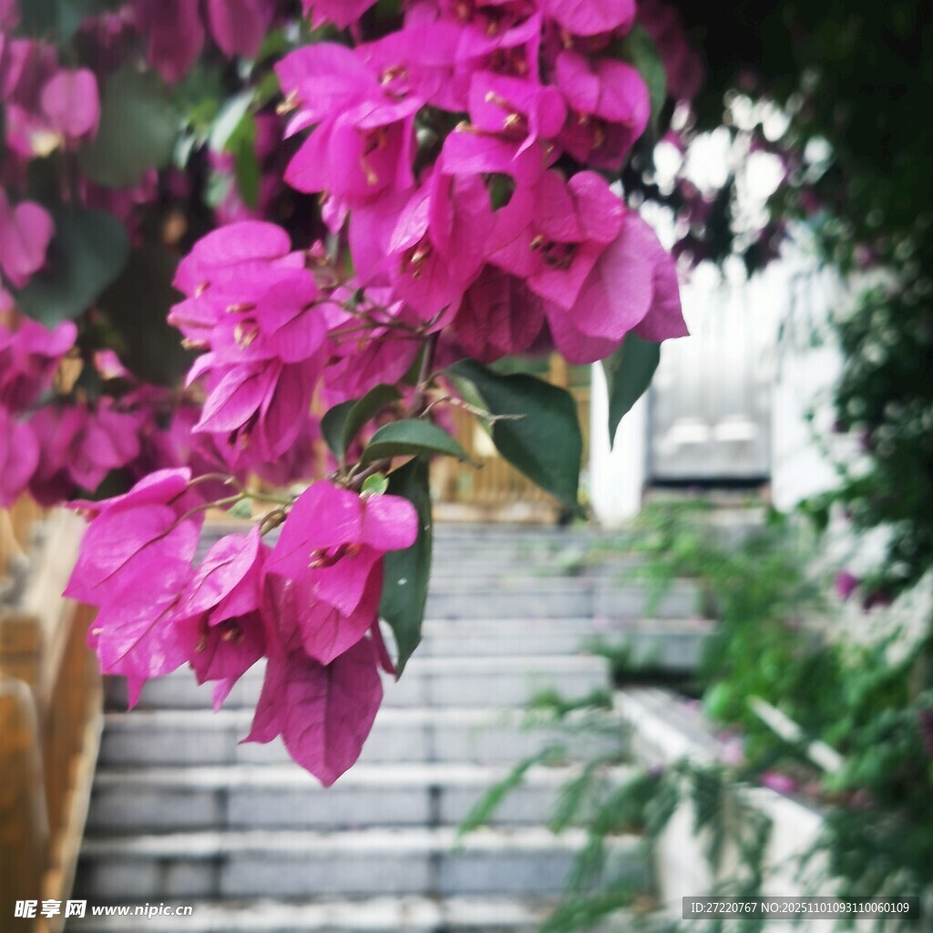 粉色三角梅绽放于石阶旁