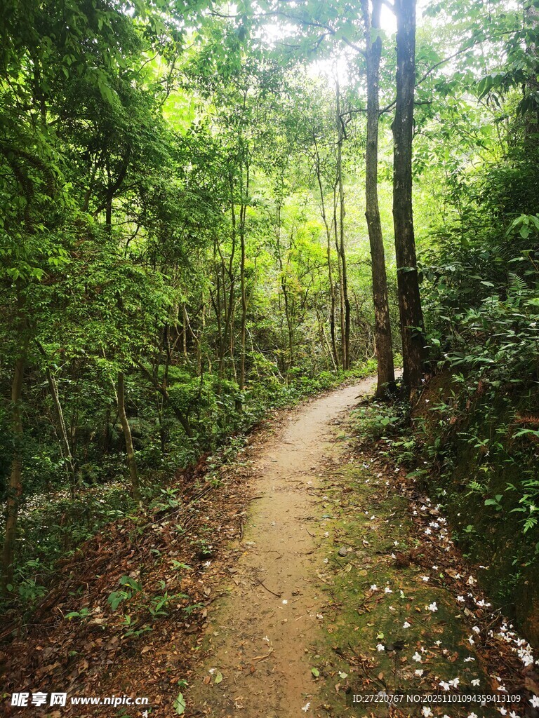 林间小径 沐浴自然之光
