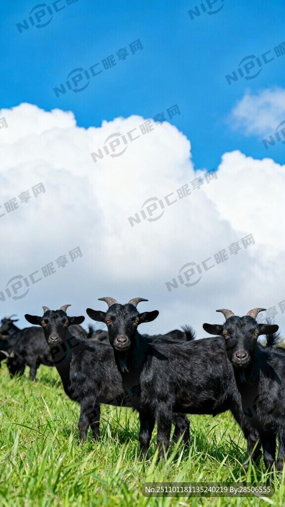 蓝天白云下面一片绿草地