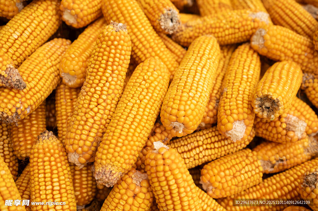 金黄玉米堆  丰收好景象