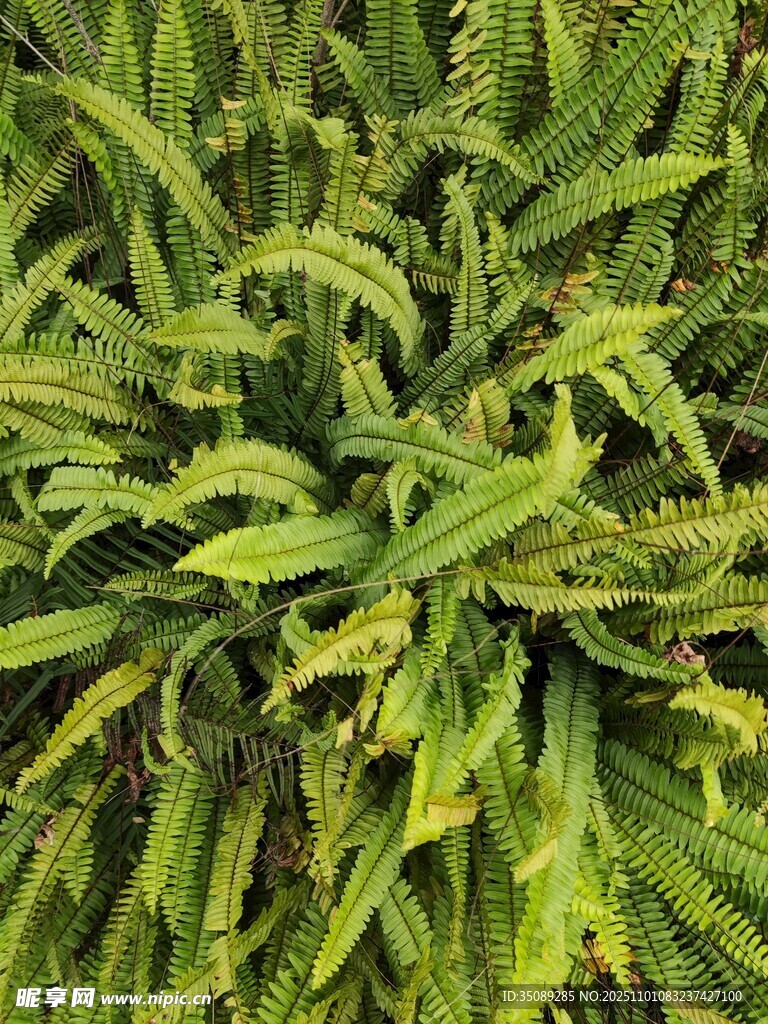 翠绿繁茂的蕨类植物