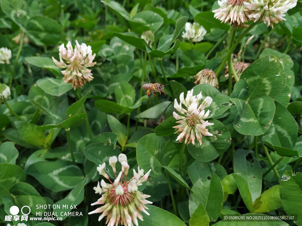 三叶草花丛中的美丽花朵