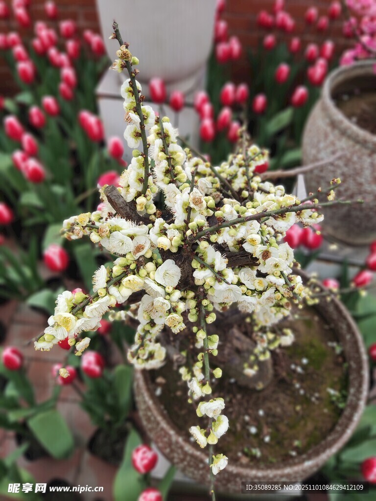 精致盆栽白花植物赏景