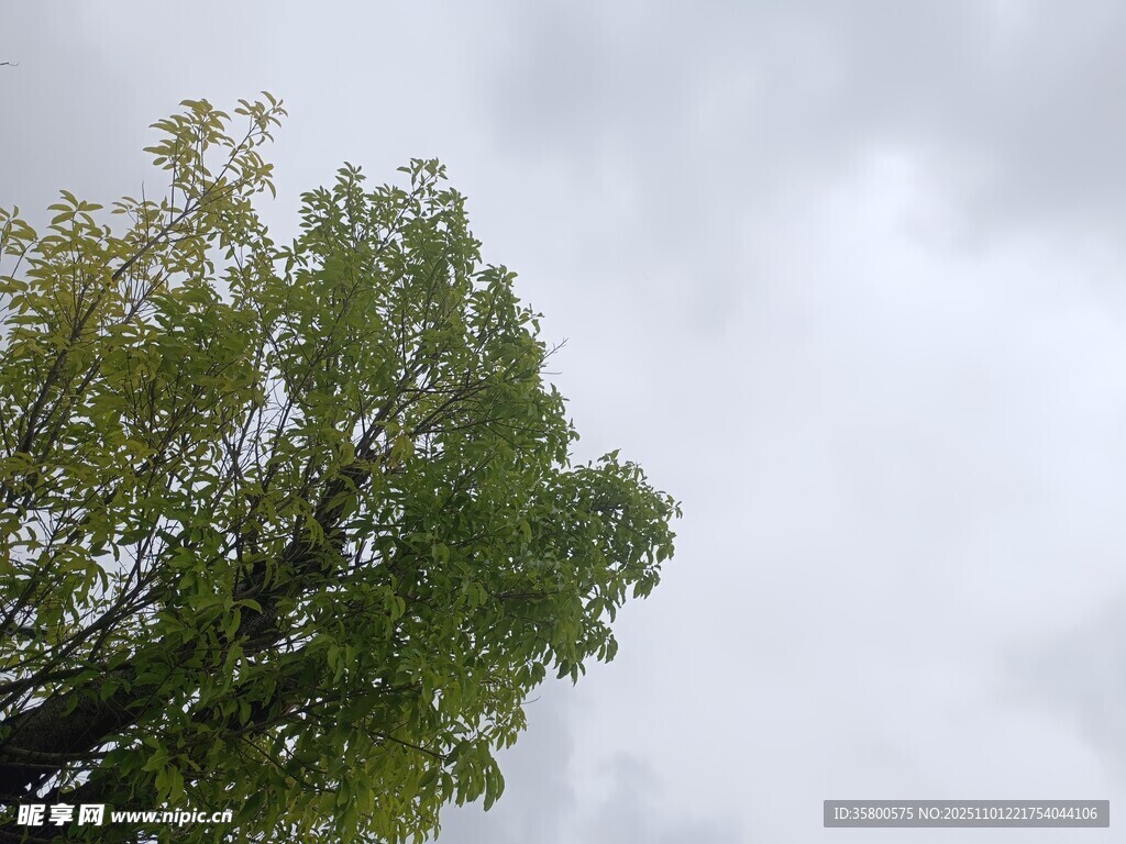 天空下的葱郁绿树