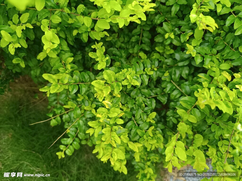 翠绿繁茂的生机绿植