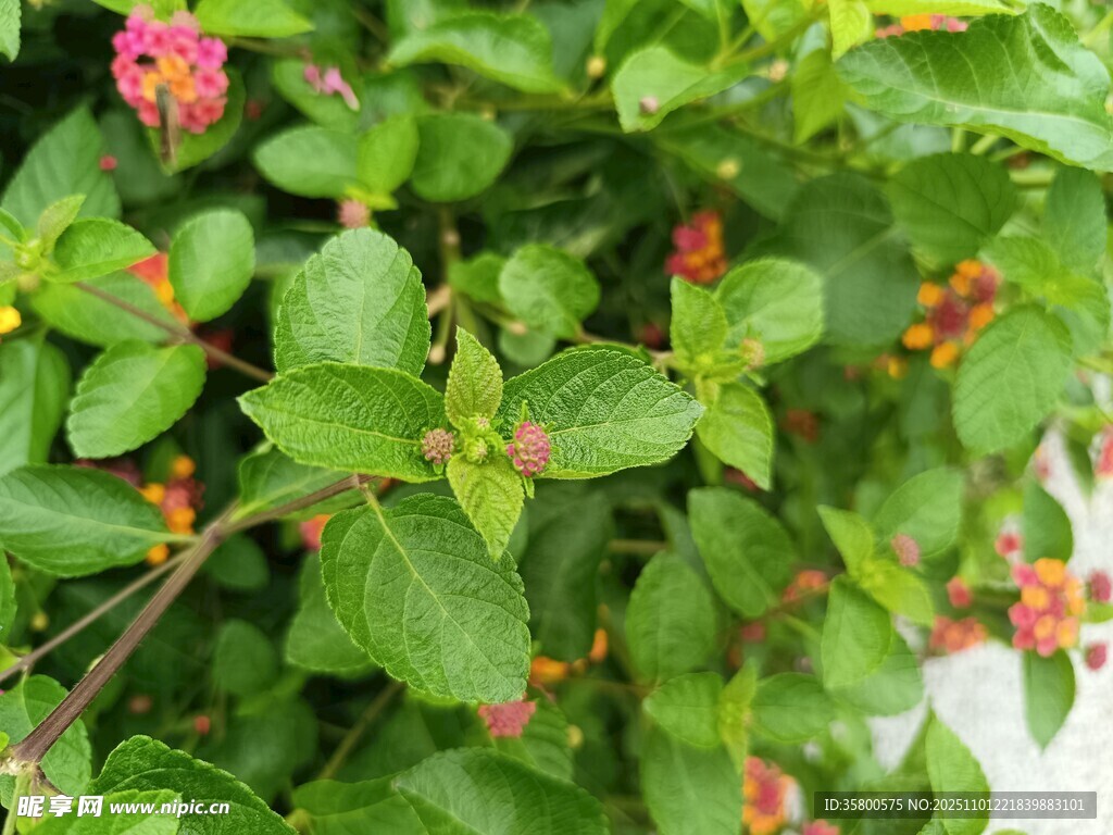 绿叶间点缀的娇艳小花