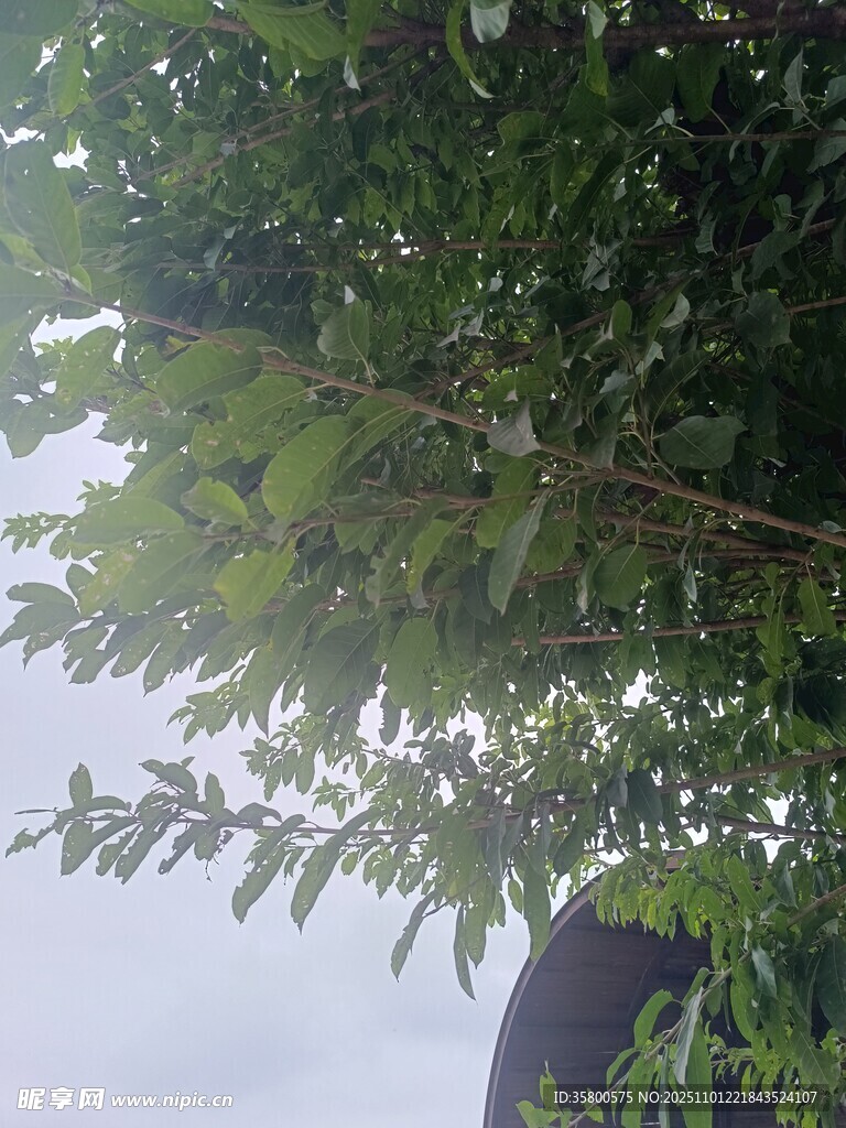 仰视翠绿繁茂的枝叶