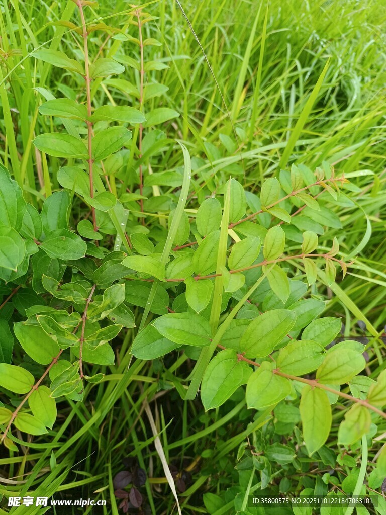 翠绿繁茂的丛生植物