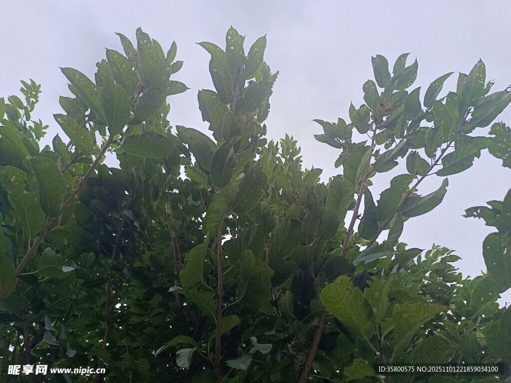 绿叶繁茂的植物景象