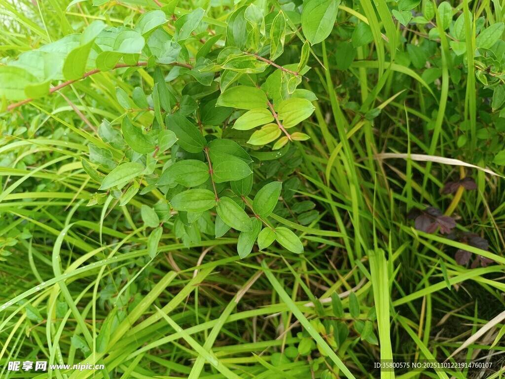 嫩绿草丛中的清新植物