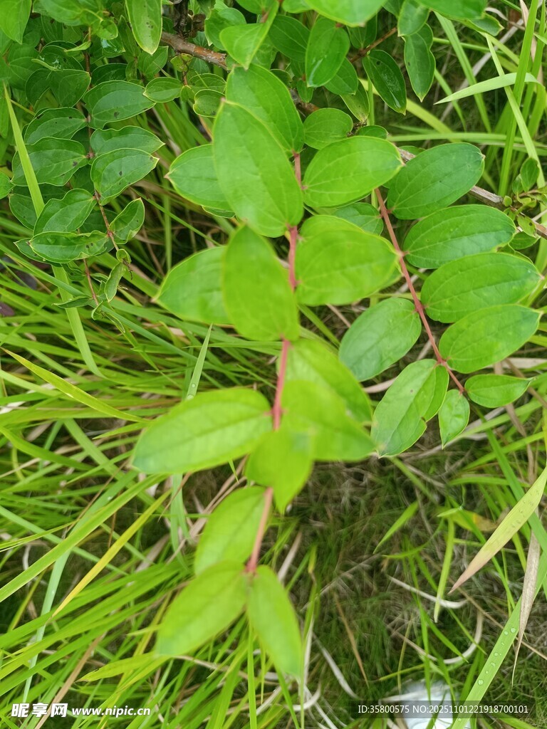 嫩绿植物生长于草丛间