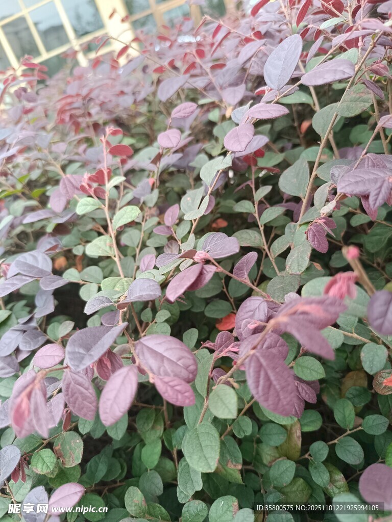 粉色叶片植物景观