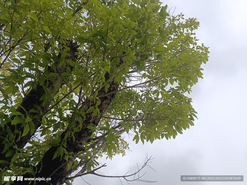 仰视葱郁树木枝叶