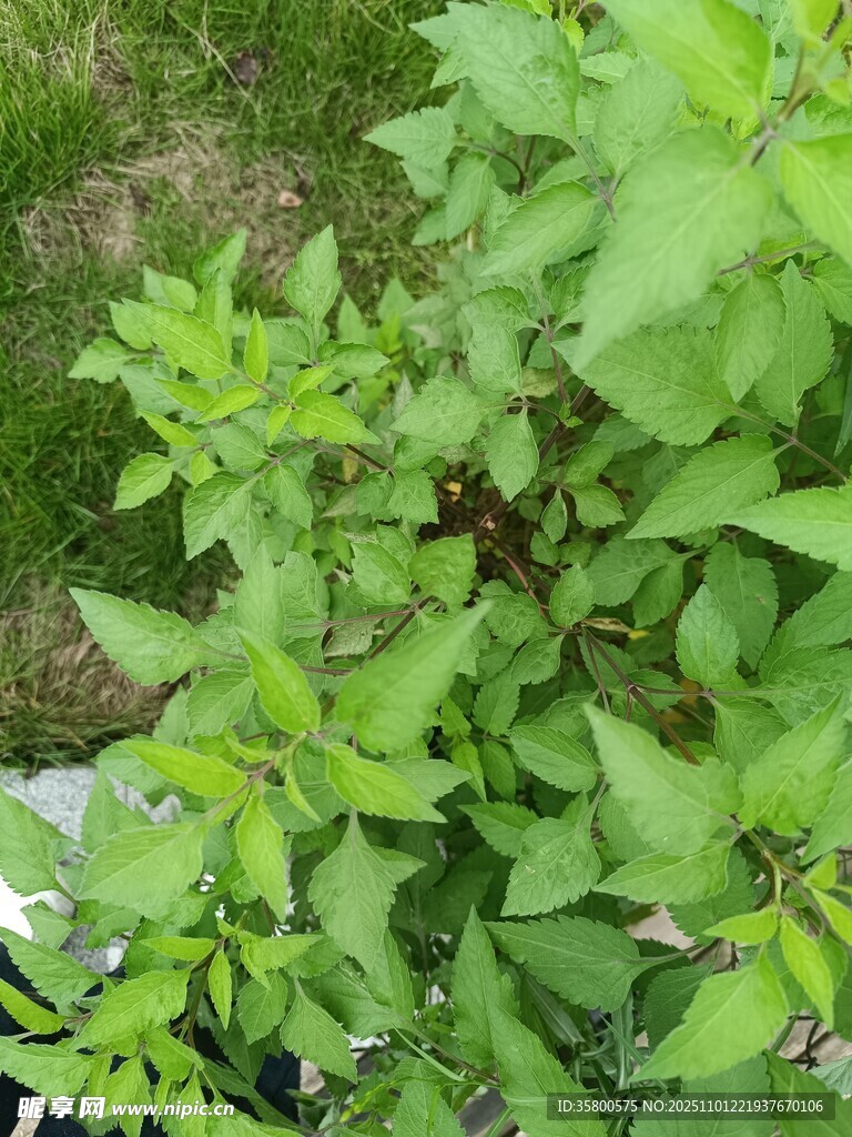 嫩绿植物生机盎然