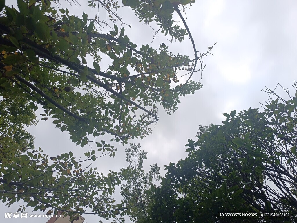 仰视茂密树林树冠