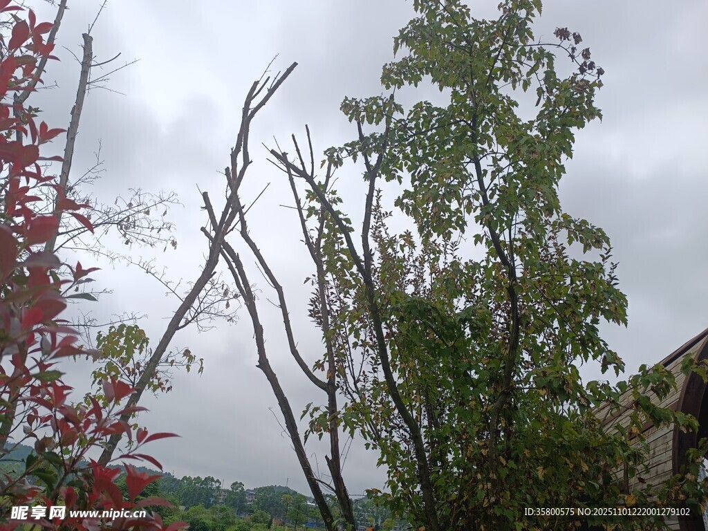 狂风过后折损的树木