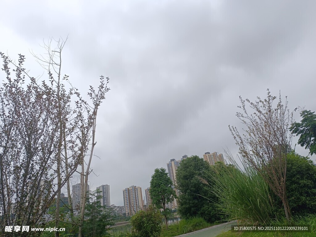 阴天中的城郊树木景观