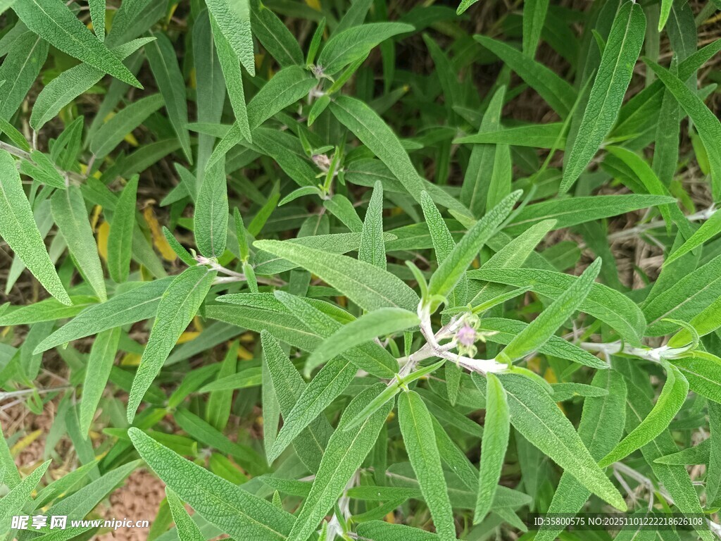 绿叶丛中的白色小花