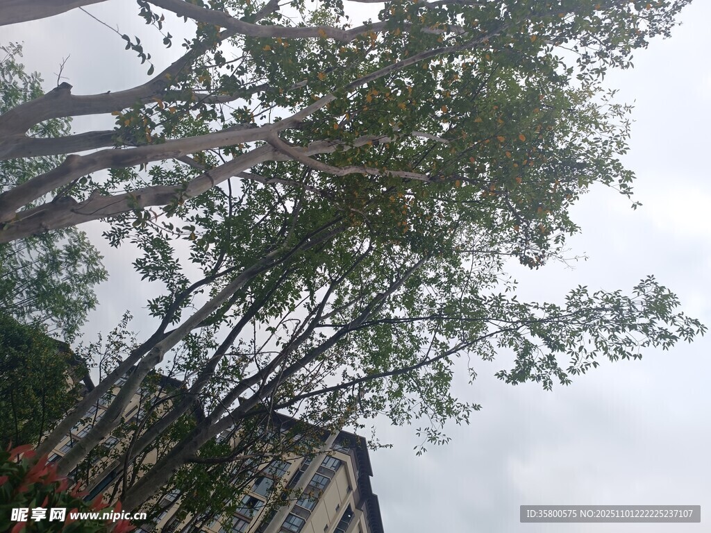 雨中林立树木与高楼