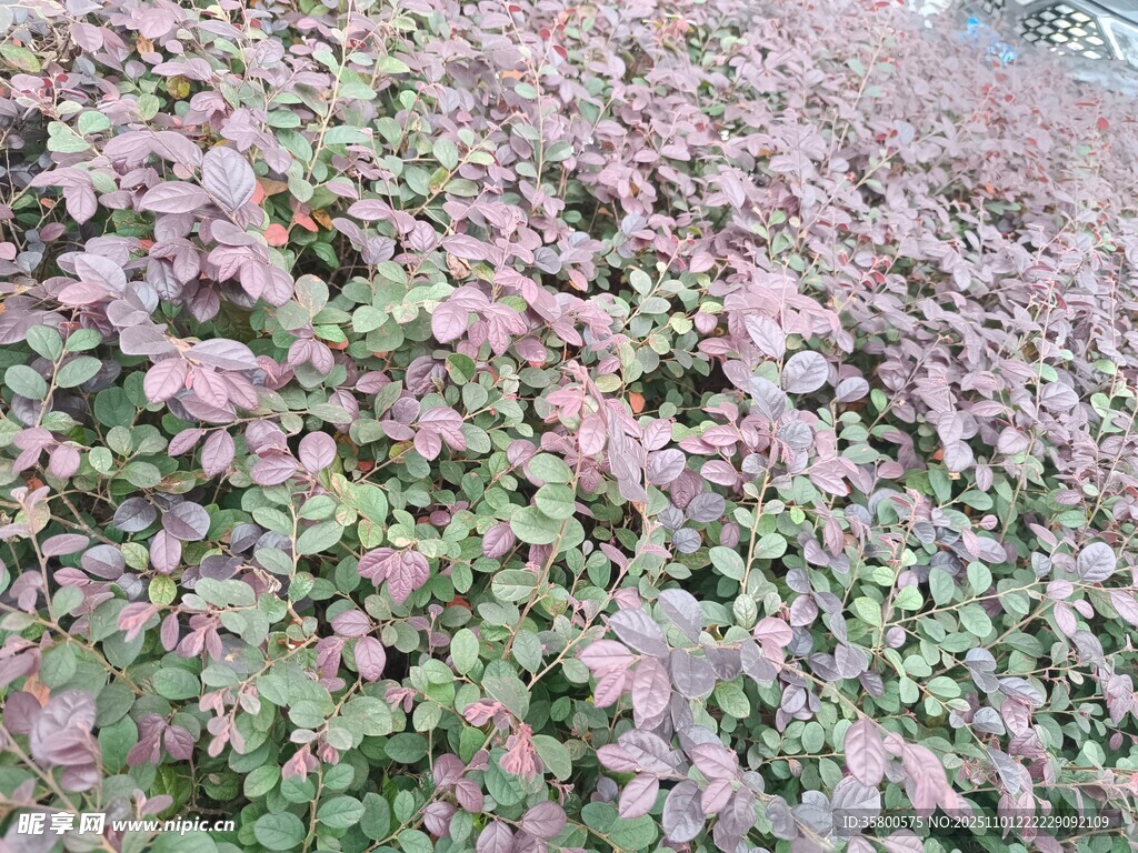 粉色与绿色交织的植物景观