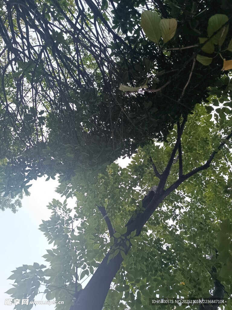 仰视繁茂树枝与绿叶