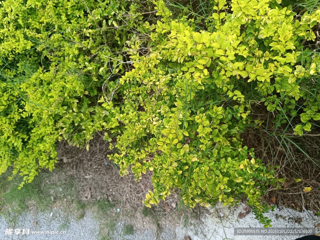 水边翠绿繁茂的植物景观