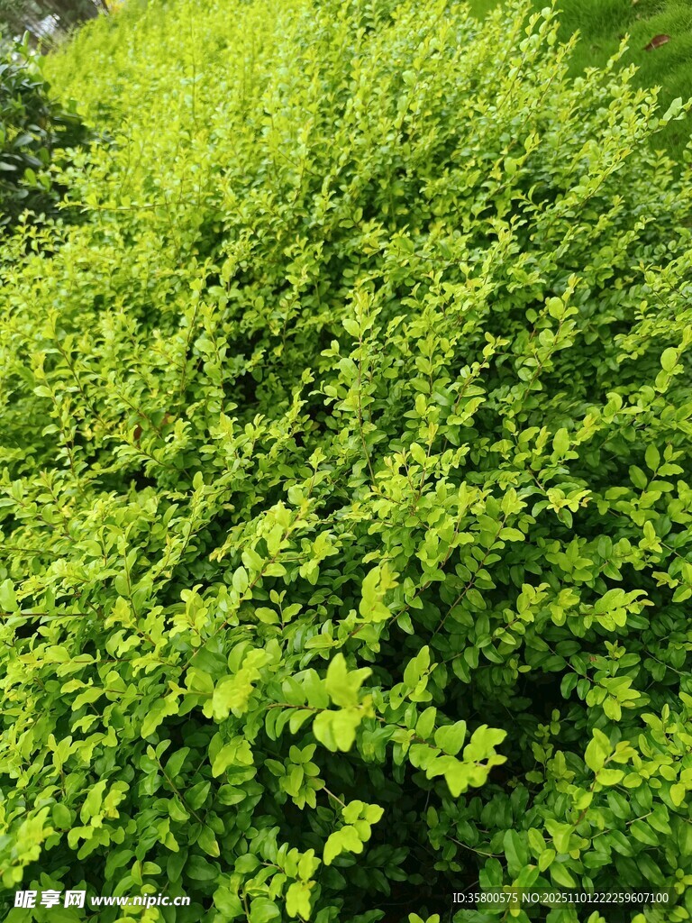 翠绿繁茂的植物景观