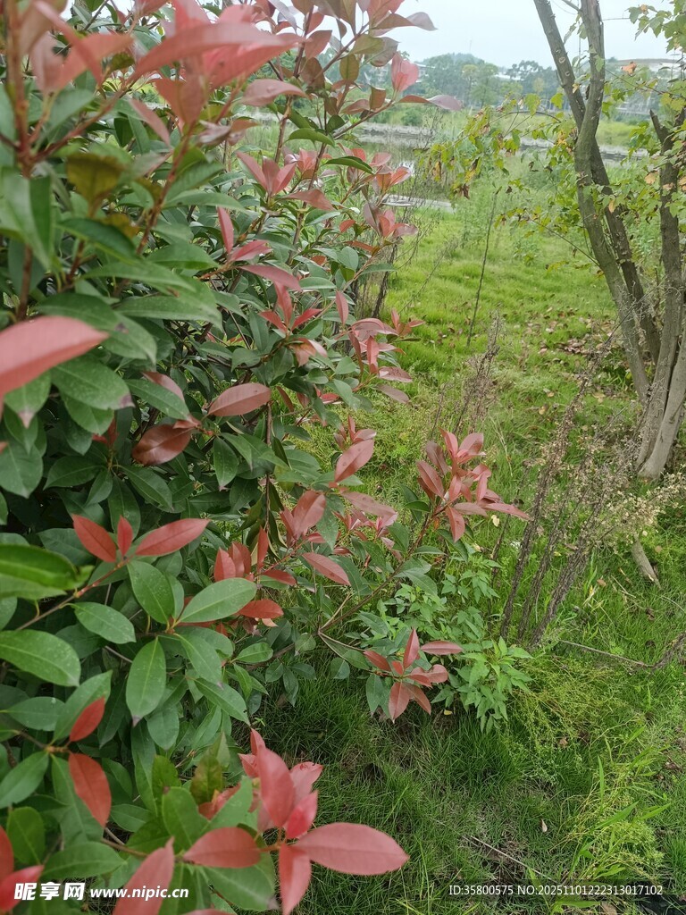 红叶绿植点缀的自然景致