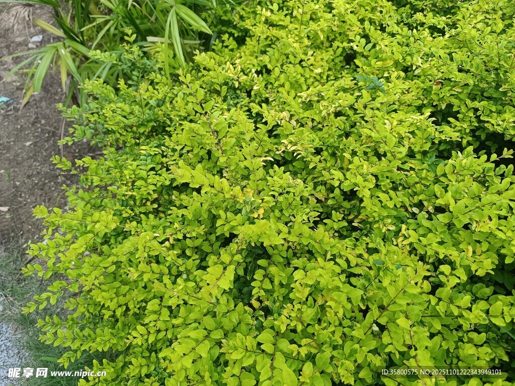 翠绿繁茂的灌木丛