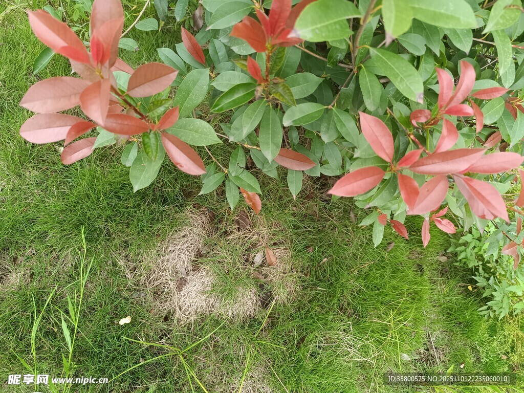 绿叶间的红色花卉