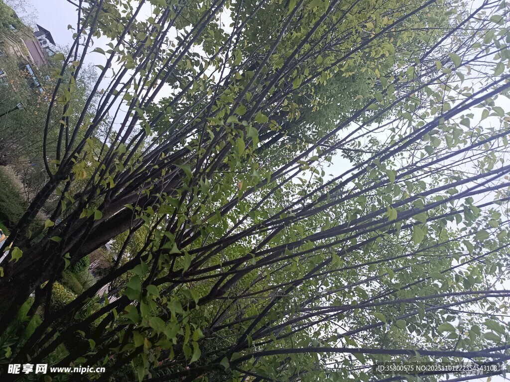 仰视茂密竹林景象