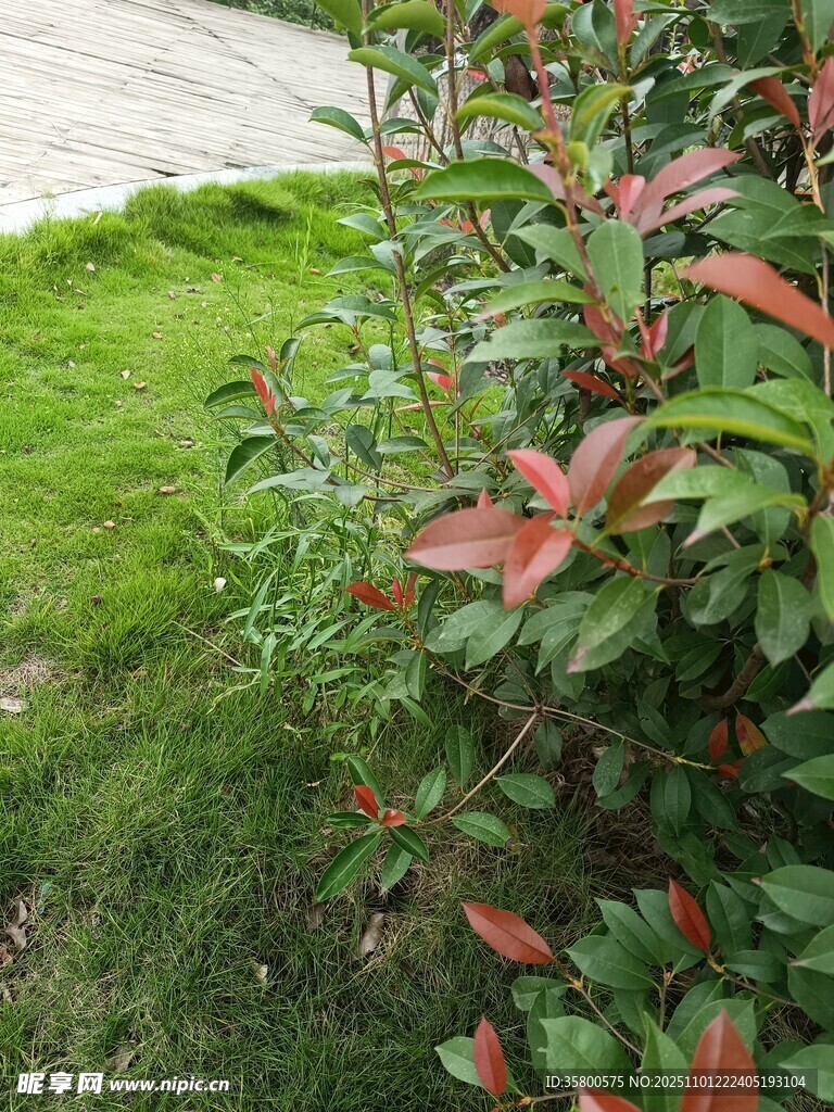 绿叶红边植物景观