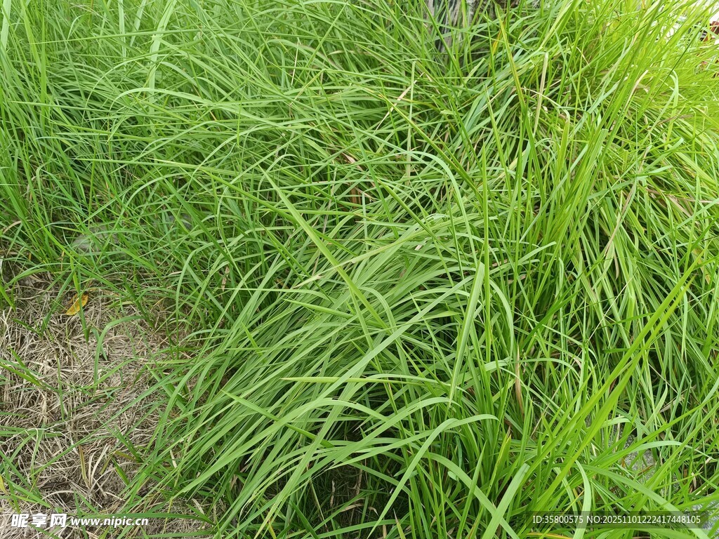 茂盛的绿色草丛