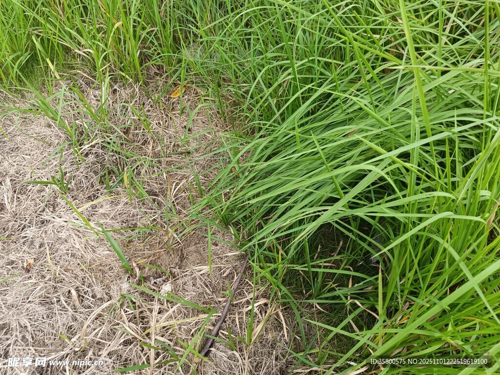 野外繁茂的绿色草丛