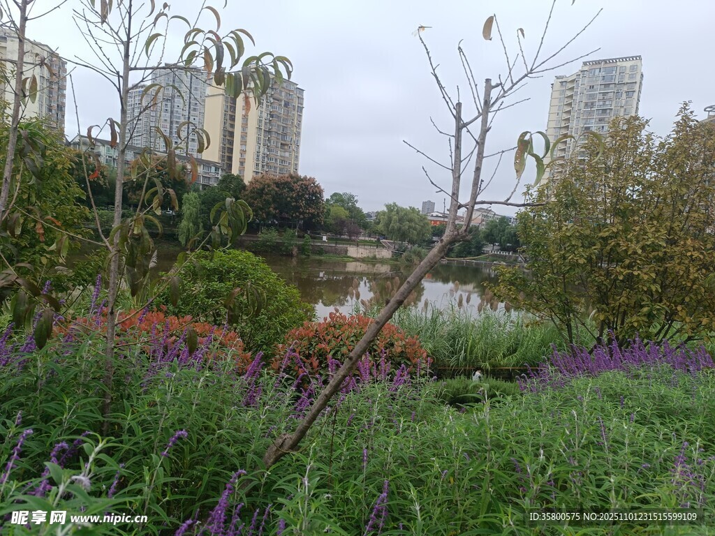 城市中的多彩植物景观