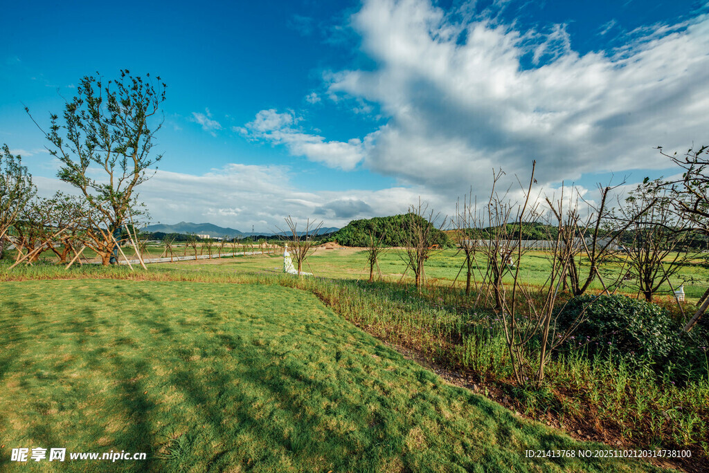 田园风光中的草地与树木