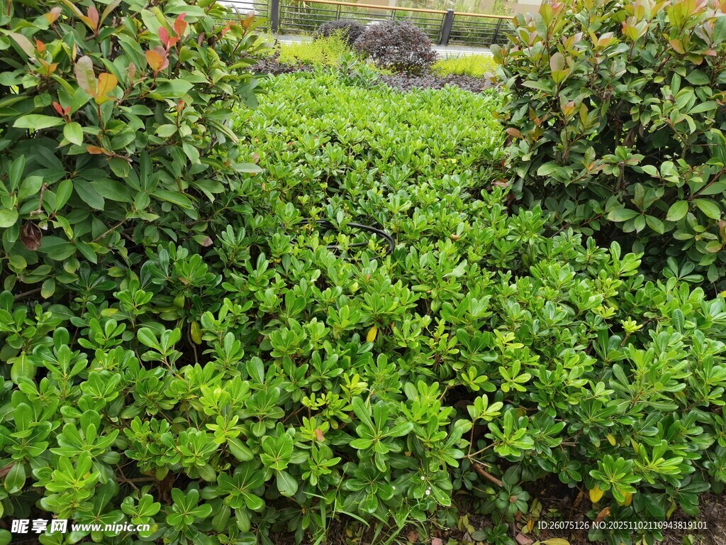 绿意盎然的灌木丛景观