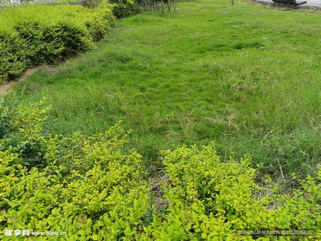 翠绿草地与繁茂绿植