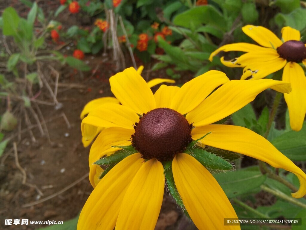 黄色黑心菊绽放于自然