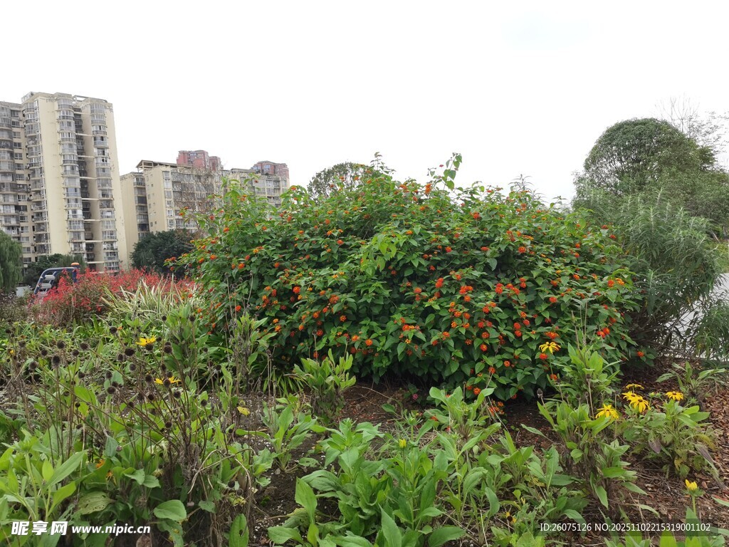 城市中的绿植景观