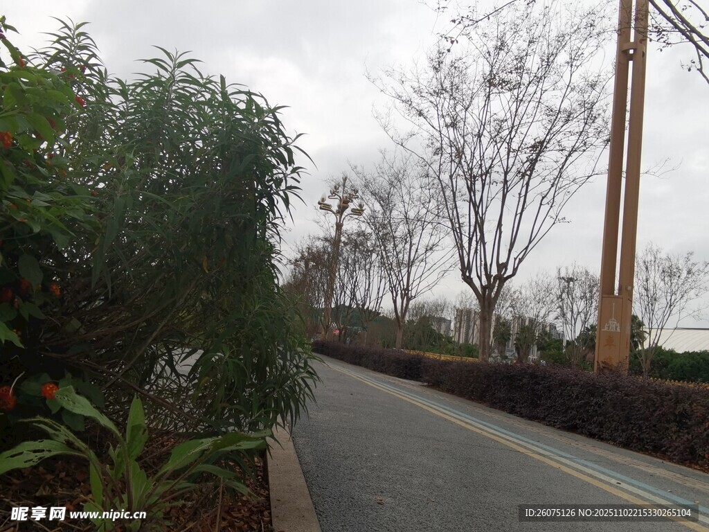 宁静的林荫小道景观