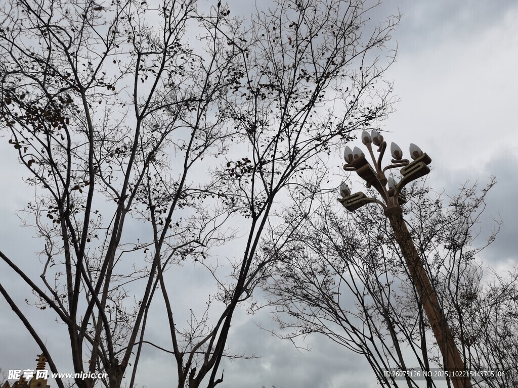 高空作业中的树木修剪场景