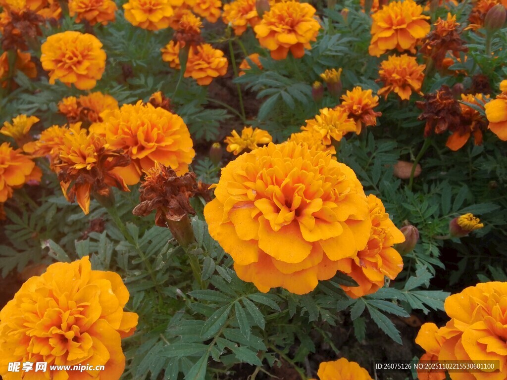 灿烂万寿菊绽放美景