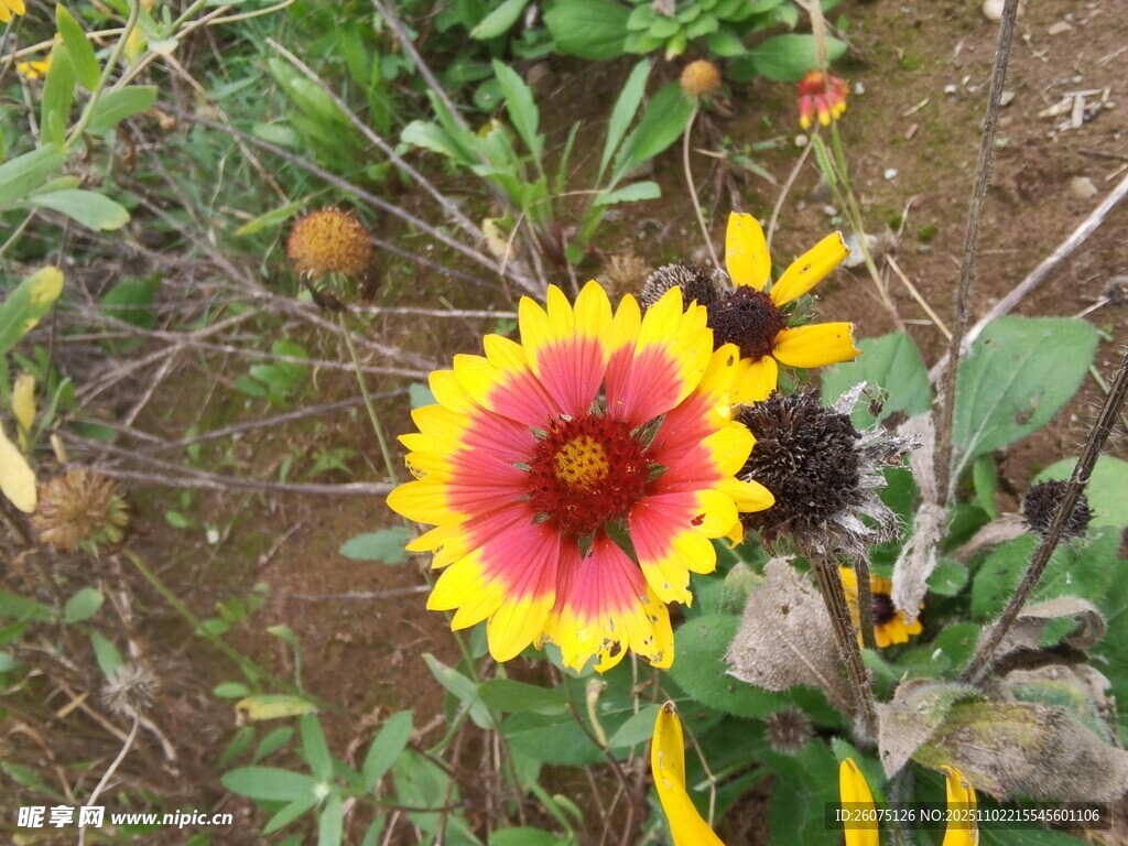鲜艳双色花朵绽放于草丛