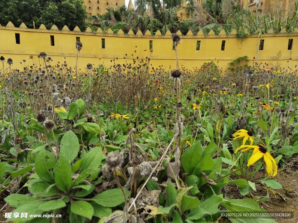 花园中的多彩植物景观