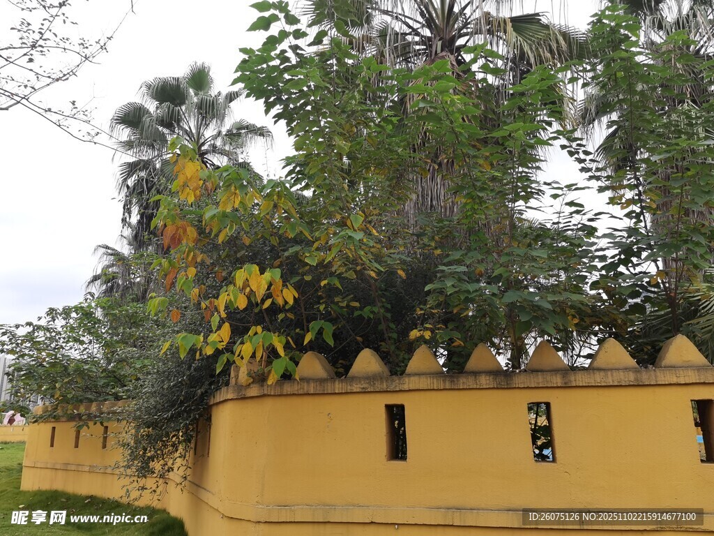 黄色围墙旁的繁茂绿植